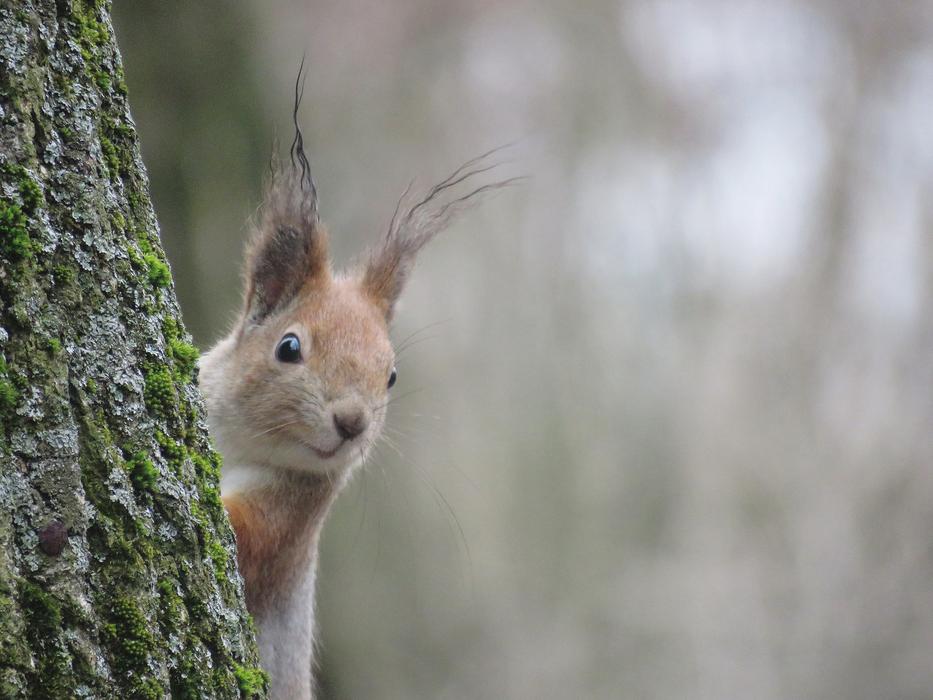 Nature Living Mammals