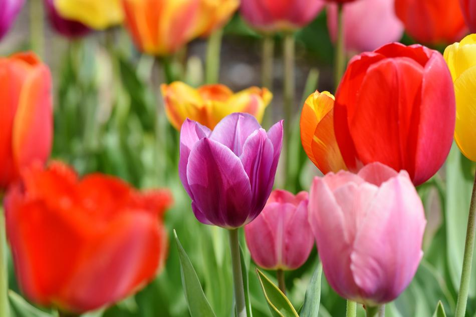 Tulips Tulip Field Tulpenbluete