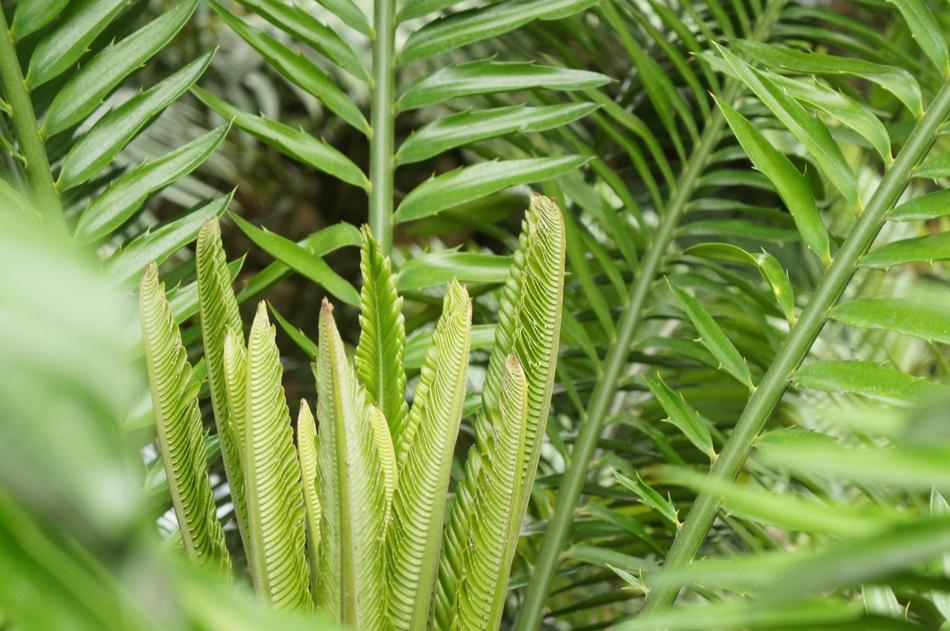 Fern Leaf Plant