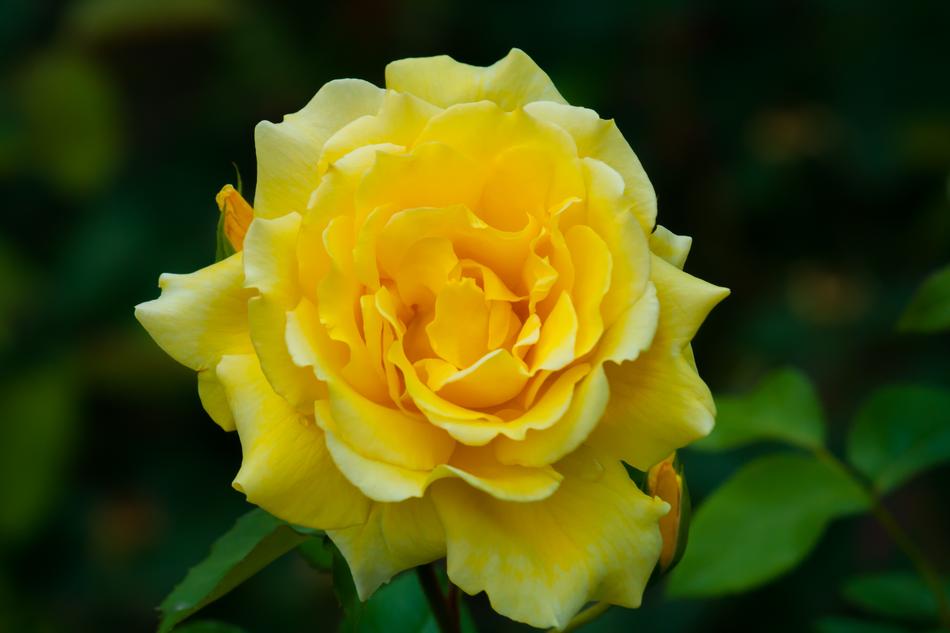 Flower Nature Plant
