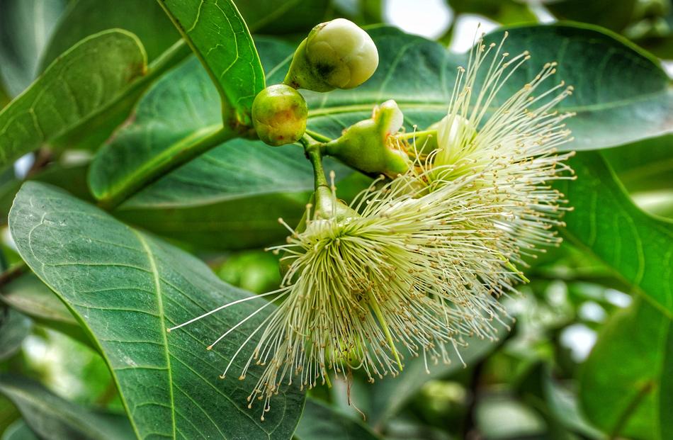 Rose Apple Tree