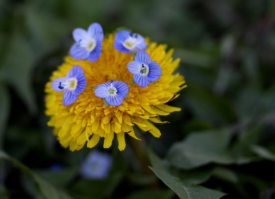 Dandelion Yellow Flower