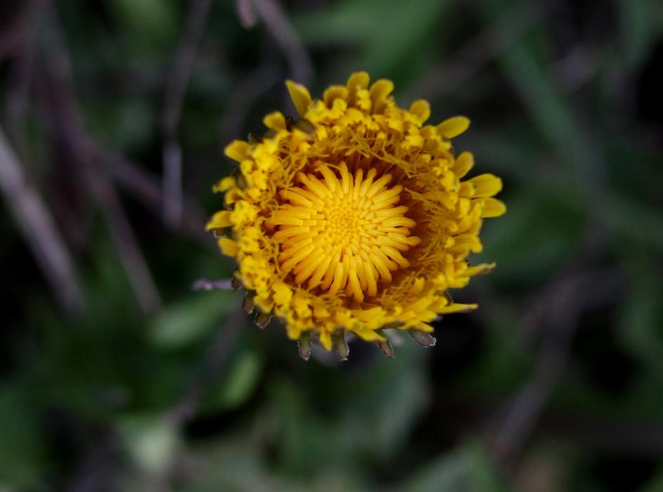 yellow plants in the forest