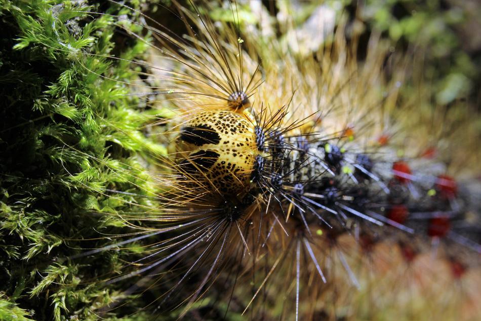 Caterpillar Gypsy