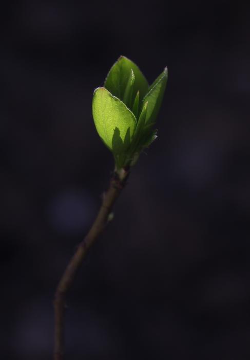 Leaves Green Branch