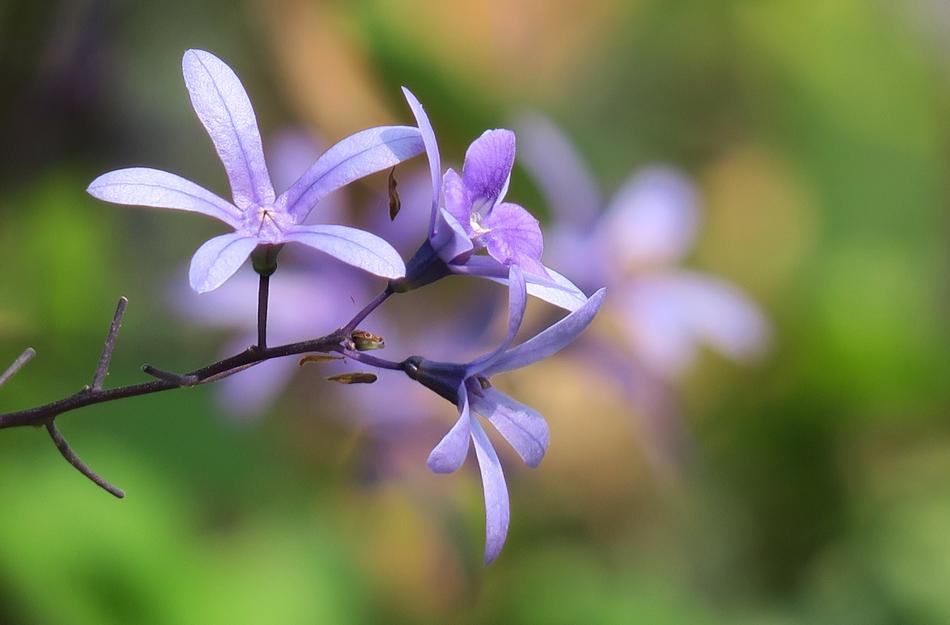 Nature Plant Flower