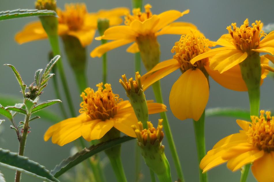 Nature Flower Plant