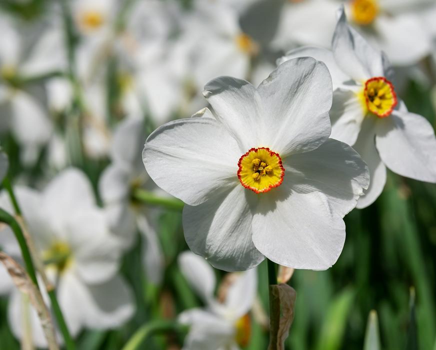 Daffodil Flower Blossom