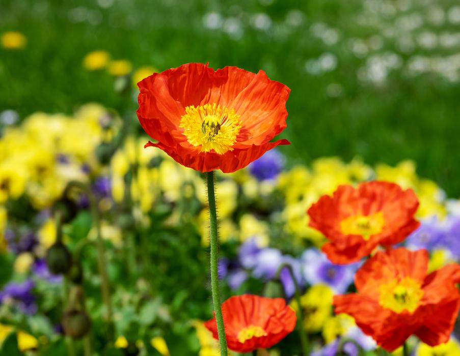 Poppy Flower Blossom