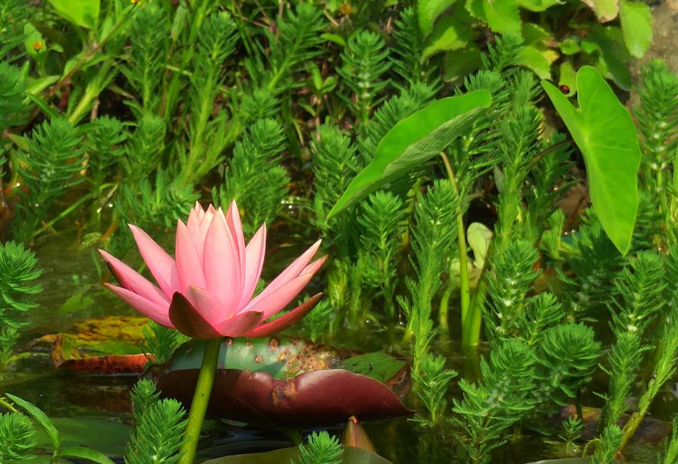 Plant Nature Leaf