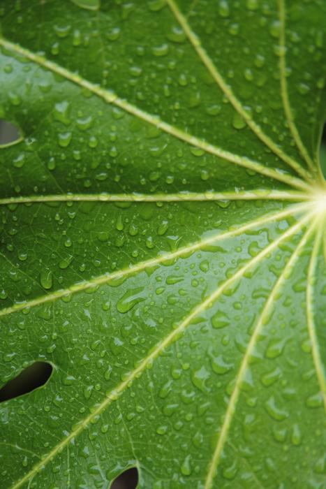 Leaf Raindrops Nature