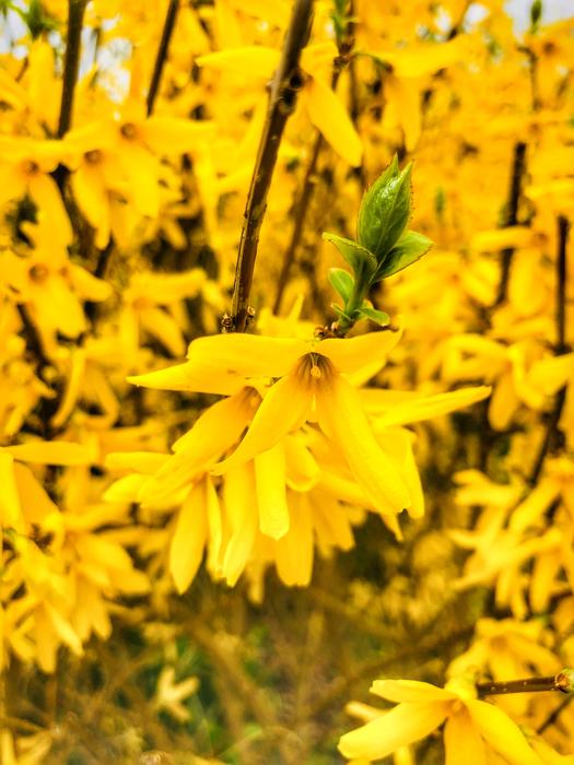 Nature Plant Flower