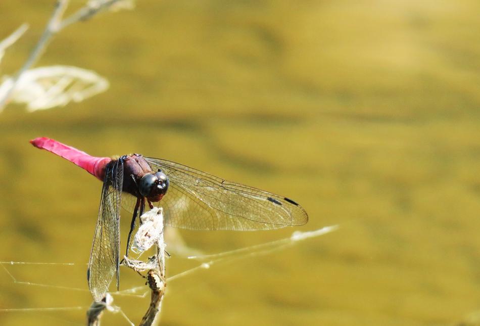 Nature Animal Waters