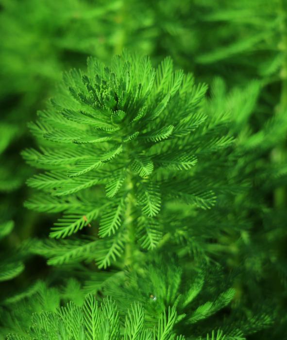 nature green grass forest
