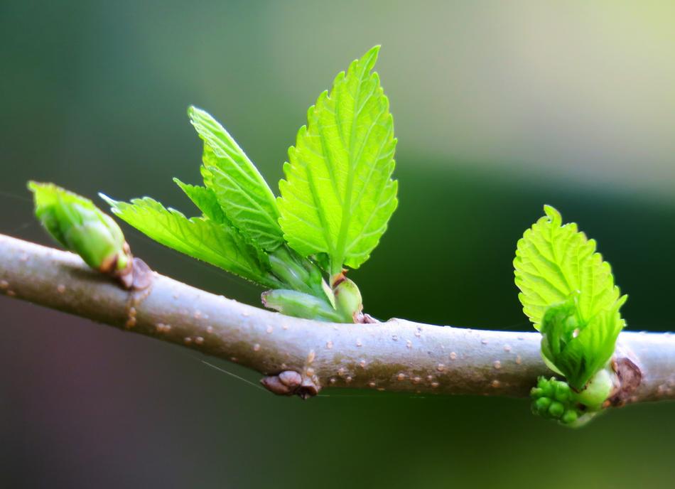 leaves branch beautiful landscape