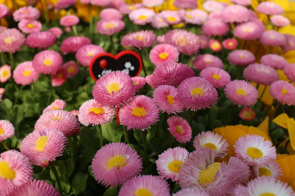 Flower Nature Flora