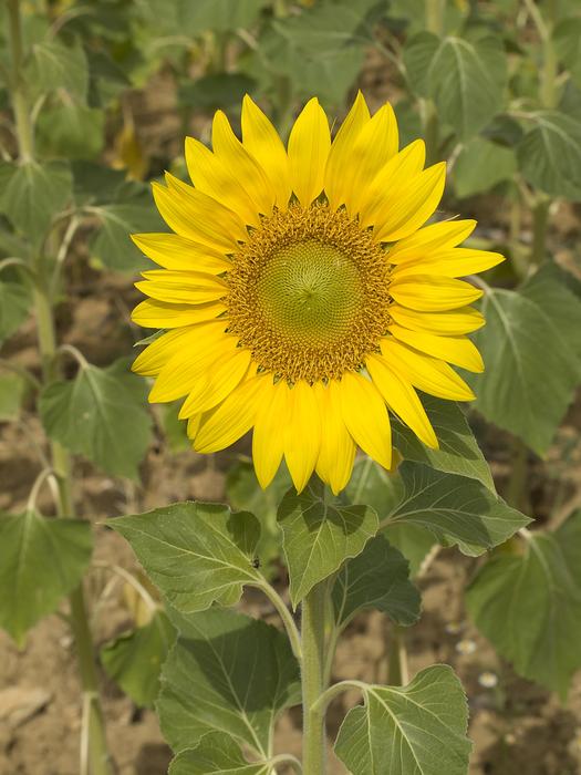 Sunflower Flower Pipes
