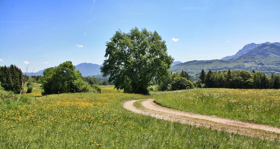 road to the field of green