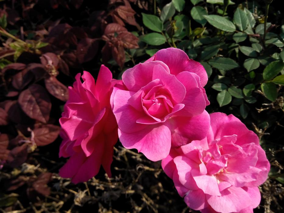 Flower Nature Plant