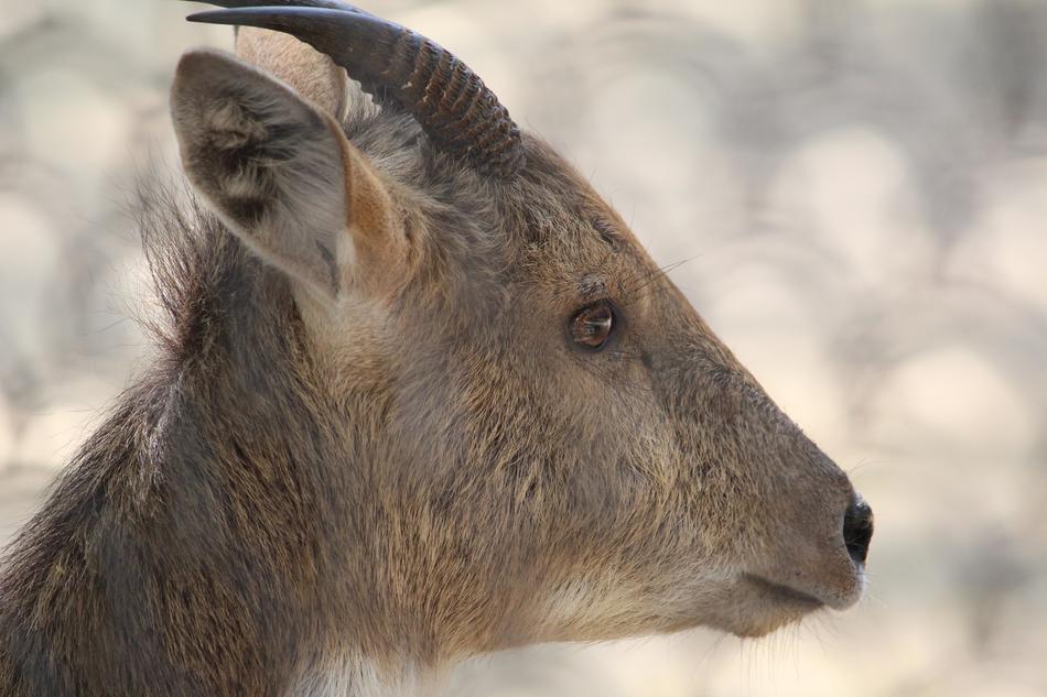 wild brown goat in the mountains