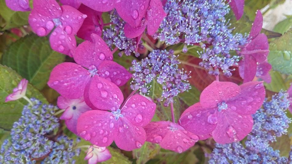 pink flowers in water drops landscape