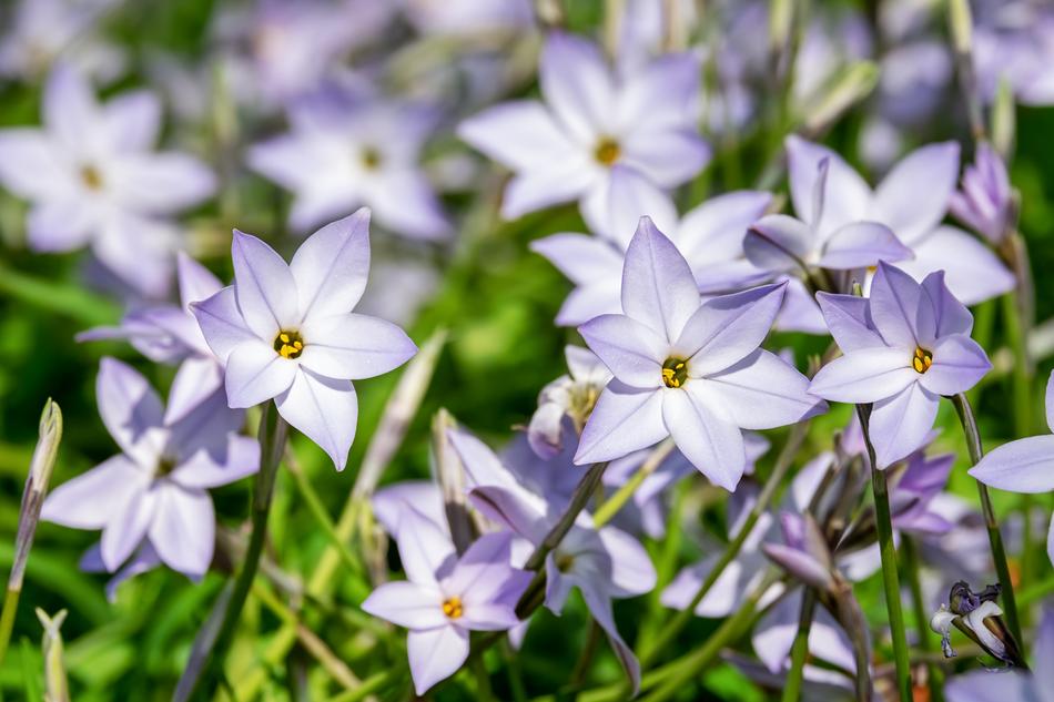 Starflower Flowers Blue