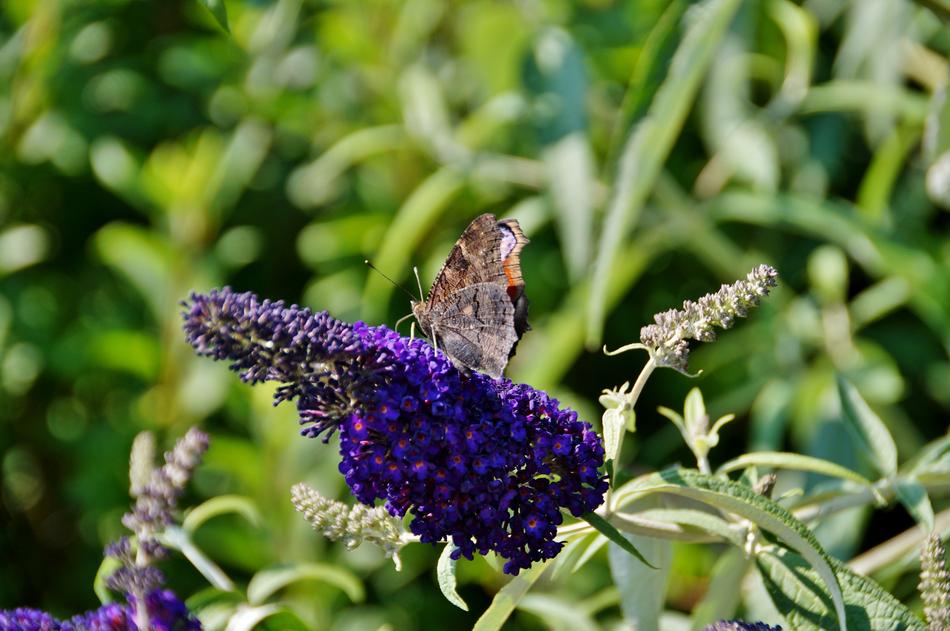 Butterfly Flower Kumule