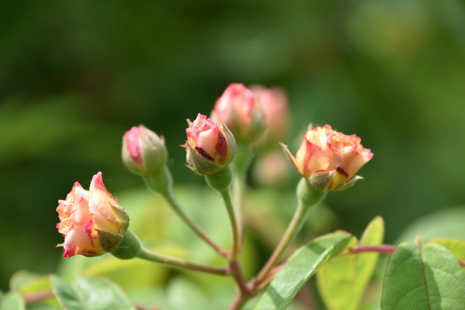 Roses Flowers Nature