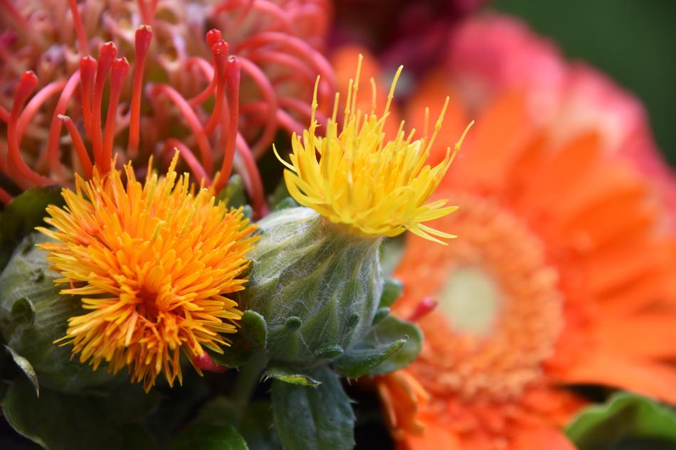 Flowers Orange Nature