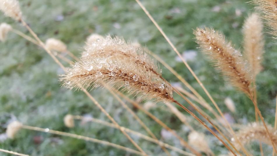 Nature Rain Plant