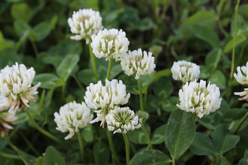 Flower Nature Plant