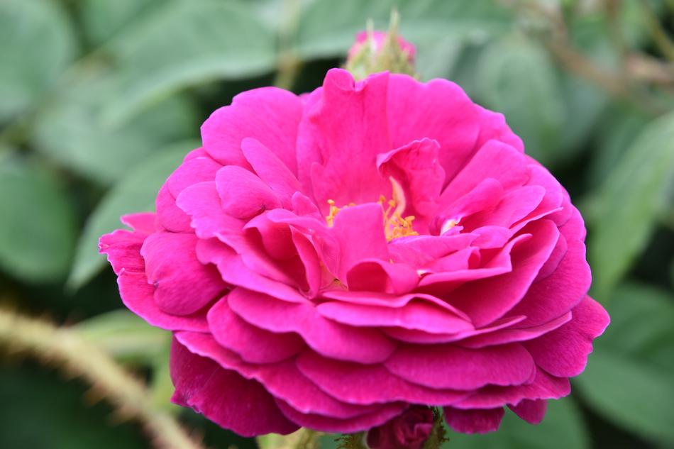 Pink Rosary Flower