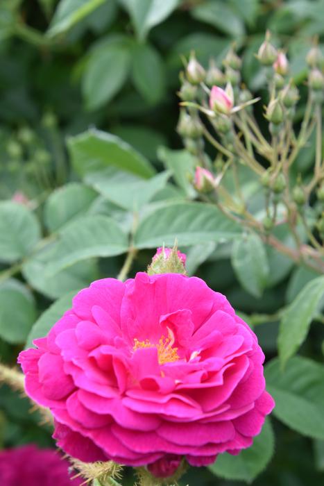 Pink Rosary Flower