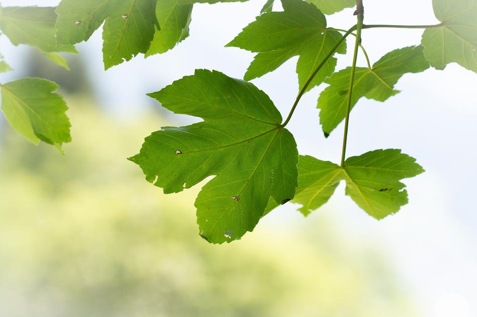 Leaves Green Leaf