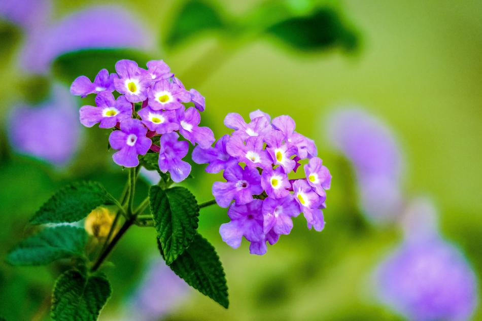 Nature Leaf Flower