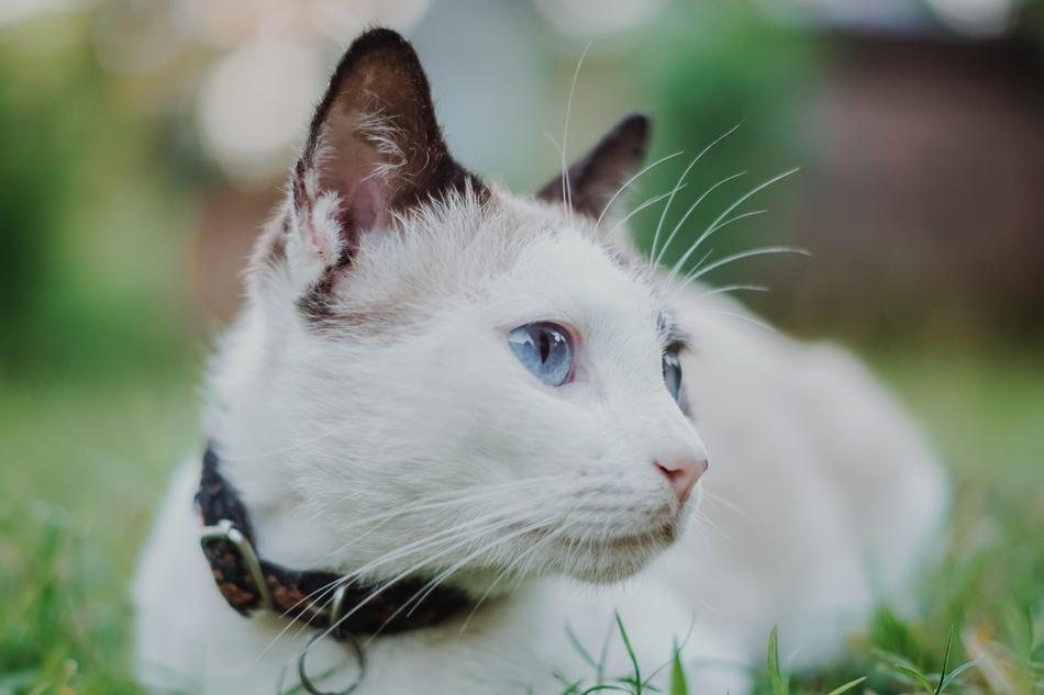 Cute Nature Animal