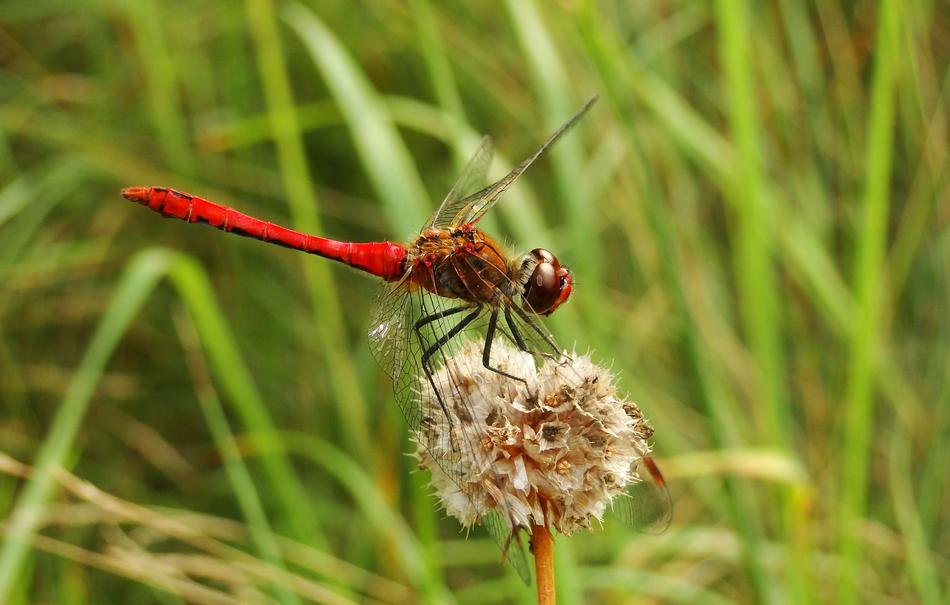 Nature Lawn Insect At The Court