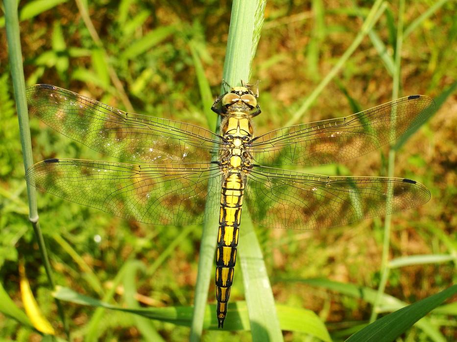 Nature Insect At The Court Of