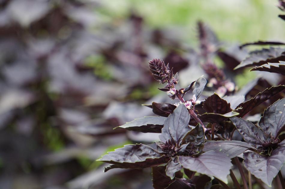 Nature Leaf Plant