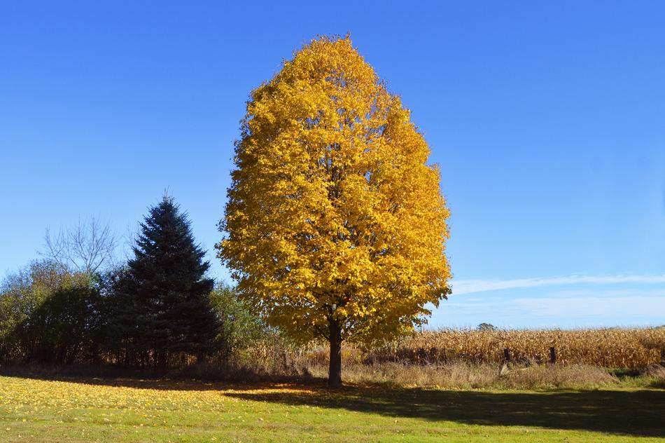 Yellow Tree Orange