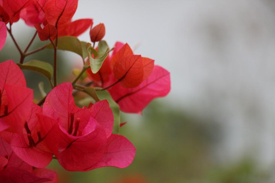 Nature Plant Flower