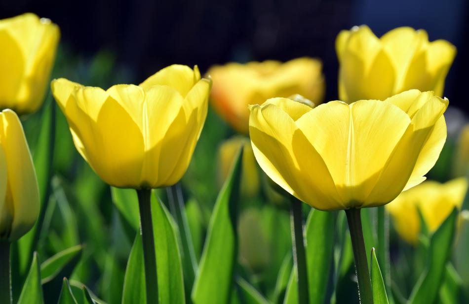 Bright Backlighting Yellow