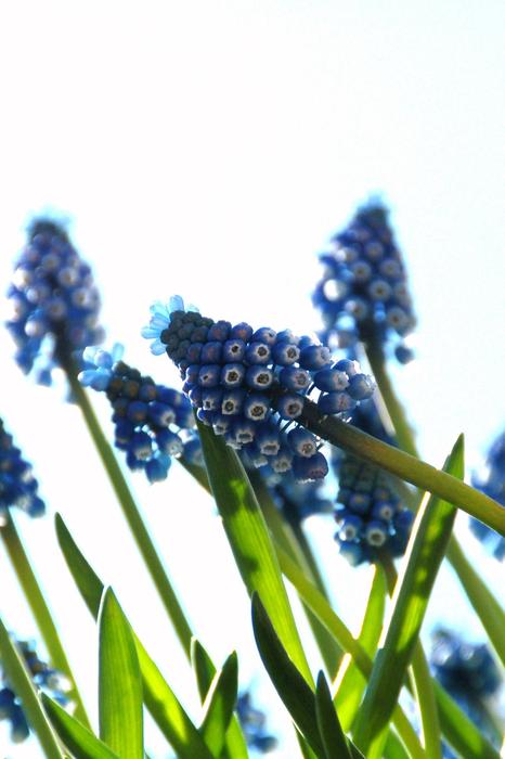 Nature Plant Summer