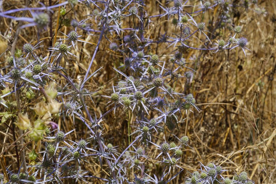 Thistle Blue Blaudistel