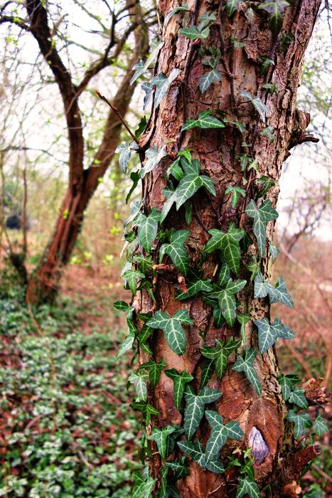 Tree Trunk