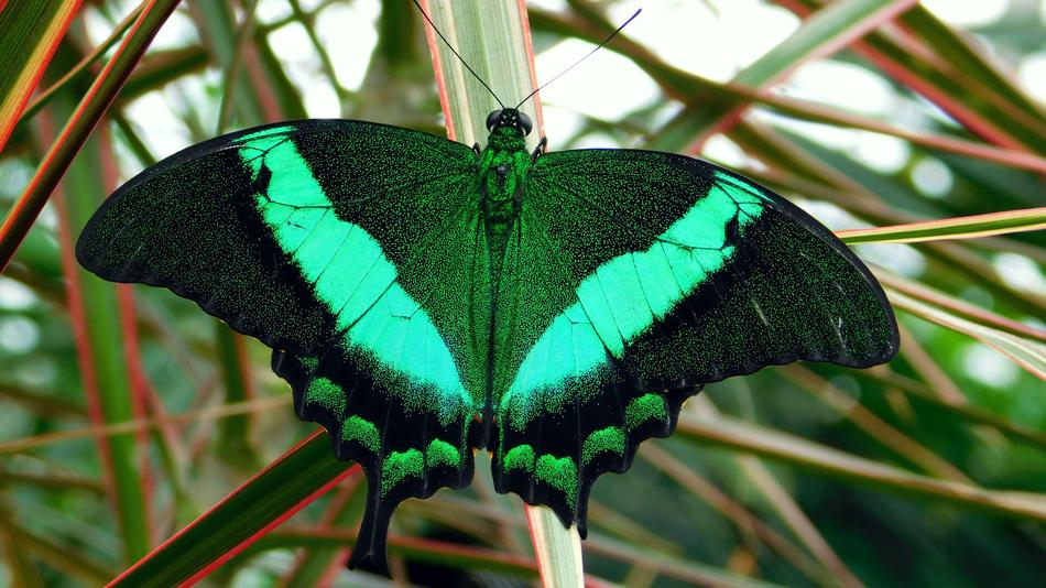 Butterflies Bug Nature