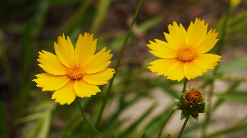 Flowers Korea Summer