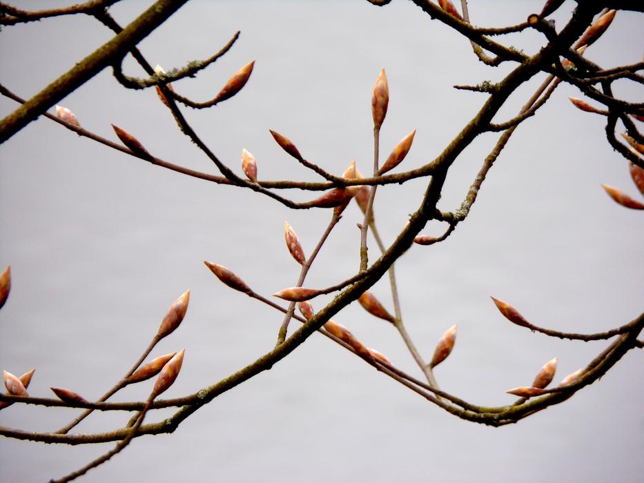little shoots on the branches