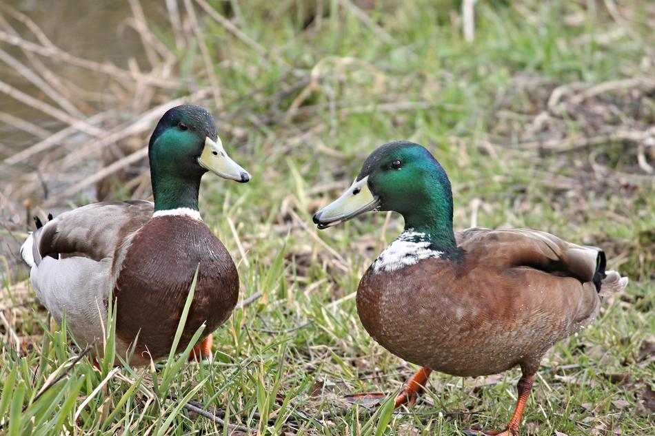 Ducks Drake Mallards Water