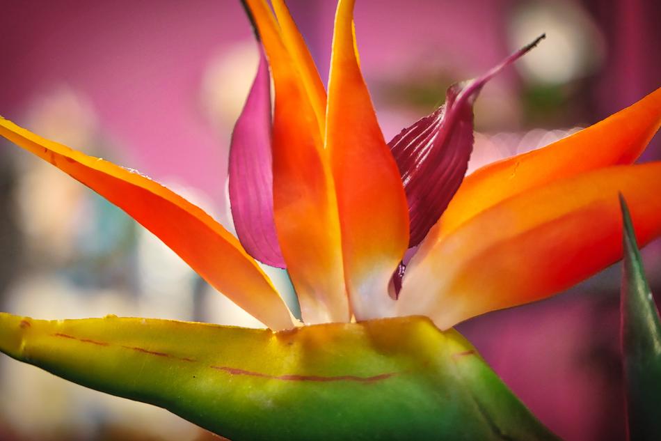 Strelizie Flower Exotic